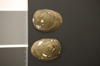 Media type: image;   Malacology 21164 Description: Preserved specimen.;
